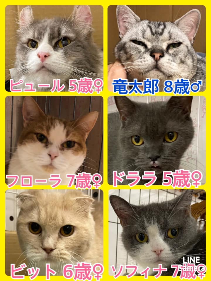 🐾今日の里親様募集中ニャンコ🐱メンバーです🐾2021,6,24